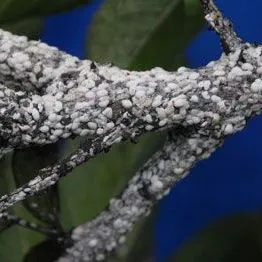 thumbnail for publication: Crapemyrtle Bark Scale Acanthococcus (=Eriococcus) lagerstroemiae (Kuwana) (Insecta: Hemiptera: Eriococcidae)